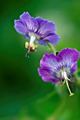 GERANIUM PHAEUM MRS CHARLES PERRIN