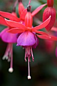 FUCHSIA BEACON