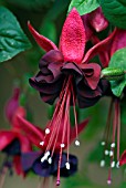 FUCHSIA BLACKIE