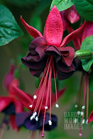 FUCHSIA_BLACKIE
