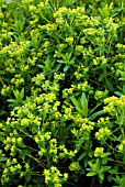 EUPHORBIA VALDEVILLOSOCARPA SPURGE