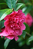 CAMELLIA WILLIAMSII ANTICIPATION