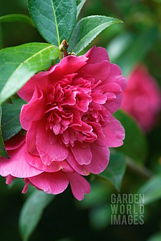 CAMELLIA_WILLIAMSII_ANTICIPATION