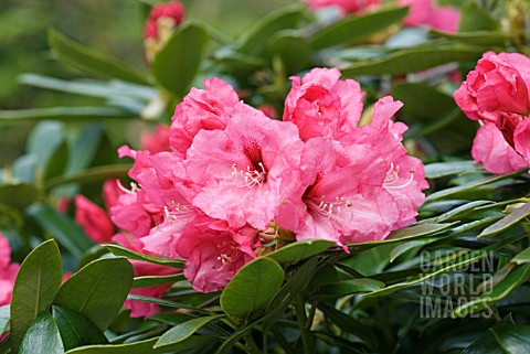 RHODODENDRON_TEQUILA_SUNRISE
