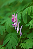 CORYDALIS SCOULERI