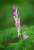 CORYDALIS SCOULERI