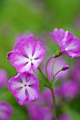 PRIMULA SIEBOLDII MIKADO