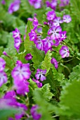 PRIMULA SIEBOLDII MIKADO