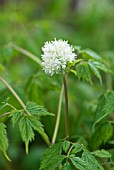 ACTAEA SPICATA BANEBERRY