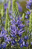 CAMASSIA CUSICKII, (QUAMASH WILD HYACINTH)