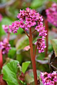 BERGENIA SUNNINGDALE ELEPHANTS EARS