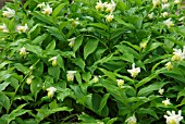 SMILACINA RACEMOSA FALSE SOLOMONS SEAL