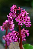 BERGENIA SUNNINGDALE ELEPHANTS EARS