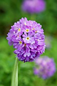 PRIMULA DENTICULATA LILAC