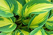 HOSTA HIGH SOCIETY