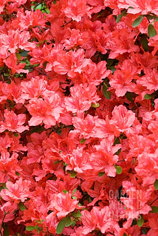 RHODODENDRON_ORANGE_BEAUTY