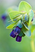 CERINTHE MAJOR PURPURASCENS