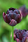 TULIPA BLACK HERO TULIP