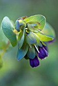 CERINTHE MAJOR PURPURASCENS