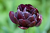 TULIPA BLACK HERO TULIP