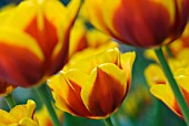 TULIPA KEIZERKROON TULIP