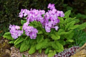 PRIMULA SIEBOLDII PRIMROSE GROWING IN A ROCK GARDEN