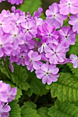 PRIMULA SIEBOLDII PRIMROSE