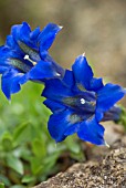 GENTIANA ACAULIS TRUMPET GENTIAN