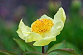 PAEONIA WITTMANNIANA PEONY