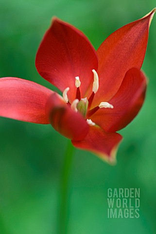 TULIPA_SPRENGERI_TULIP