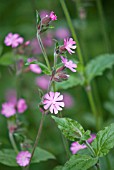 SILENE DIOICA RED CAMPION