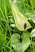 ARUM MACULATUM LORDS AND LADIES