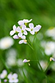 CARDAMINE PRATENSIS CUCKOO FLOWER OR LADYS SMOCK