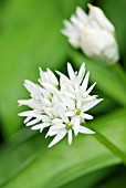 ALLIUM URSINUM RAMSONS OR WILD GARLIC