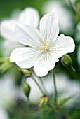 GERANIUM CLARKEI KASHMIR GREEN