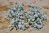 ERYNGIUM MARITIMUM SEA HOLLY ON SAND DUNE