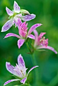 GERANIUM X OXONIANUM BRECKLAND BROWNIE