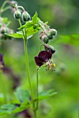 GERANIUM PHAEUM VAR PHAEUM SAMOBOR