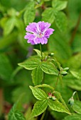 GERANIUM NODOSUM WHITELEAF