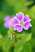 GERANIUM NODOSUM WHITELEAF