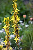 ASPHODELINE LUTEA