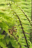 DRYOPTERIS BUSCHIANA