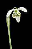 GALANTHUS DIONYSUS