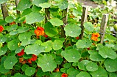 TROPAEOLUM