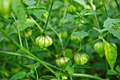 PHYSALIS PERUVIANA, (POHA)