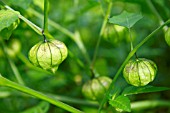 PHYSALIS PERUVIANA; CAPE GOOSEBERRY FRUITS