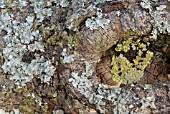 LICHEN ON TREE TRUNK