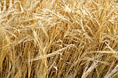 HORDEUM VULGARE LOTOS; BARLEY