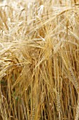 HORDEUM VULGARE LOTOS; BARLEY