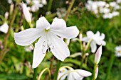 CRINUM X POWELLII ALBA